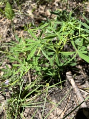 Lupinus neomexicanus