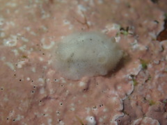 Atagema alba