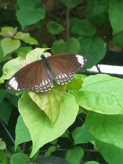 Papilio clytia