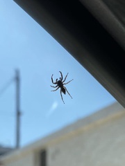 Menemerus bivittatus