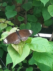 Papilio clytia