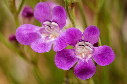 Penstemon laricifolius var. laricifolius