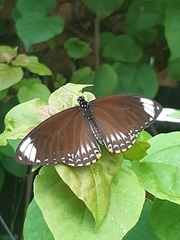 Papilio clytia