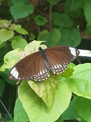 Papilio clytia