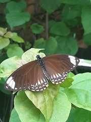 Papilio clytia