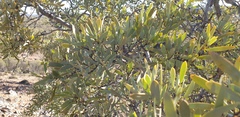 Santalum spicatum