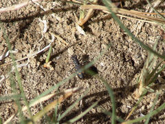 Cicindela haemorrhagica