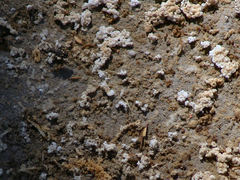 Cicindela haemorrhagica