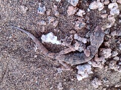 Phyllodactylus gerrhopygus