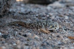 Phyllodactylus gerrhopygus