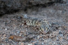 Phyllodactylus gerrhopygus