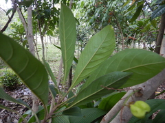 Elaeocarpus bancroftii