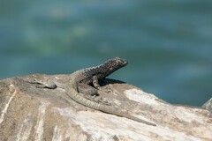 Microlophus atacamensis