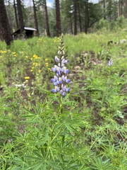 Lupinus neomexicanus