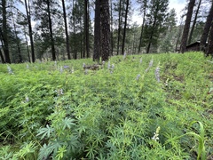 Lupinus neomexicanus