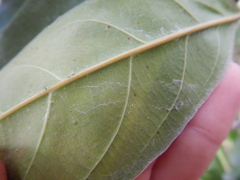 Elaeocarpus bancroftii