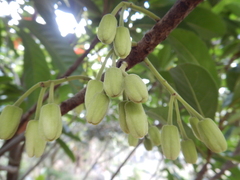 Elaeocarpus bancroftii