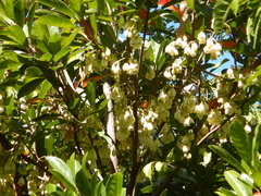 Elaeocarpus bancroftii