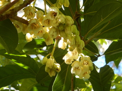 Elaeocarpus bancroftii