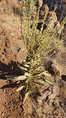 Verbascum sinaiticum