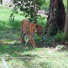 Panthera tigris