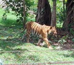 Panthera tigris