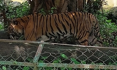 Panthera tigris