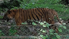Panthera tigris