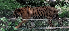 Panthera tigris