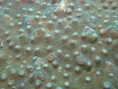 Turbinaria stellulata