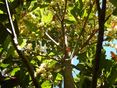 Elaeocarpus bancroftii