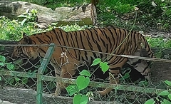 Panthera tigris