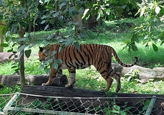 Panthera tigris