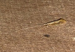 Triaenodes marginatus