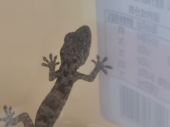 Gekko chinensis