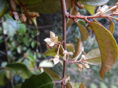 Elaeagnus triflora