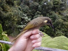 Meliphaga lewinii mab