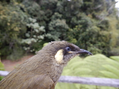 Meliphaga lewinii mab