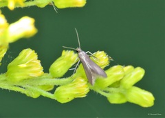 Schreckensteinia erythriella