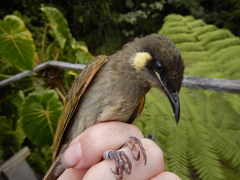 Meliphaga lewinii mab