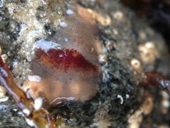 Notoplana sanguinea