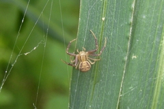 Xysticus ephippiatus