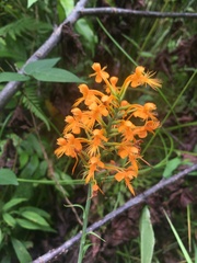 Platanthera × channellii