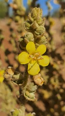 Verbascum sinaiticum