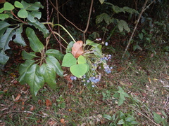 Mackinlaya macrosciadea