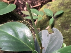 Peperomia obtusifolia
