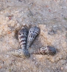 Batillaria zonalis