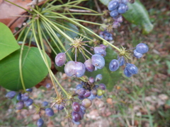 Mackinlaya macrosciadea