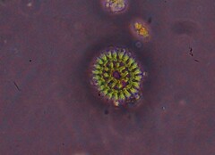Hydrodictyaceae