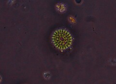 Hydrodictyaceae